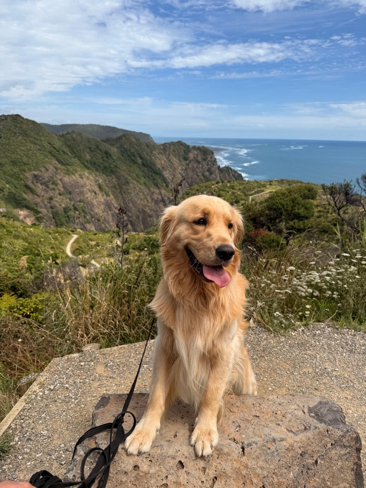 Sargon, the SimSim family's golden retriever, sitting on a clifftop above the New Zealand coast